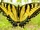 Eastern Tiger Swallowtail