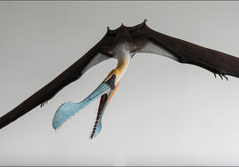 12-2019-tropeognathus-prin