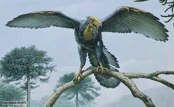 Archaeopteryx | NatureRules1 Wiki | Fandom