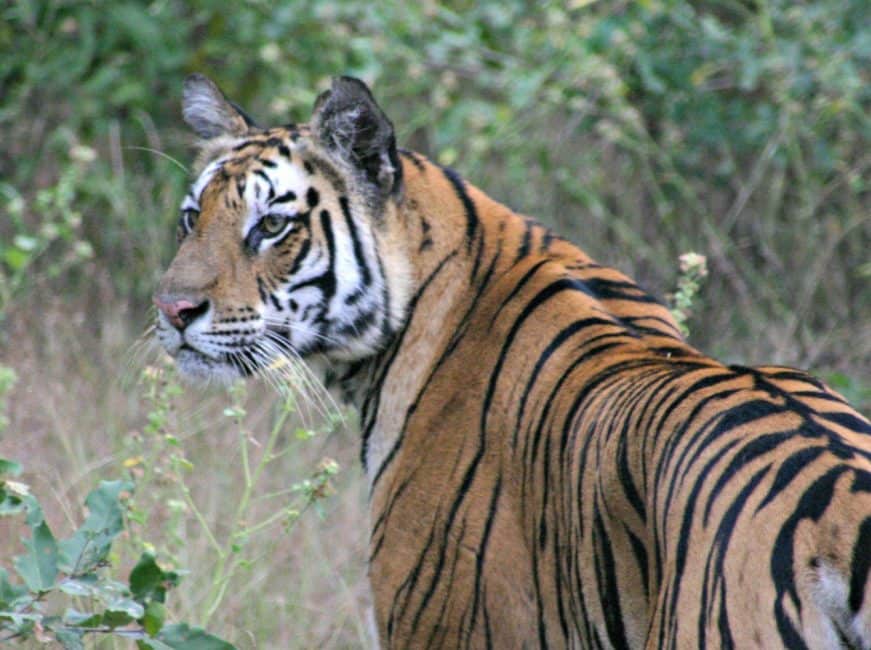 Tigers in India - Wikipedia