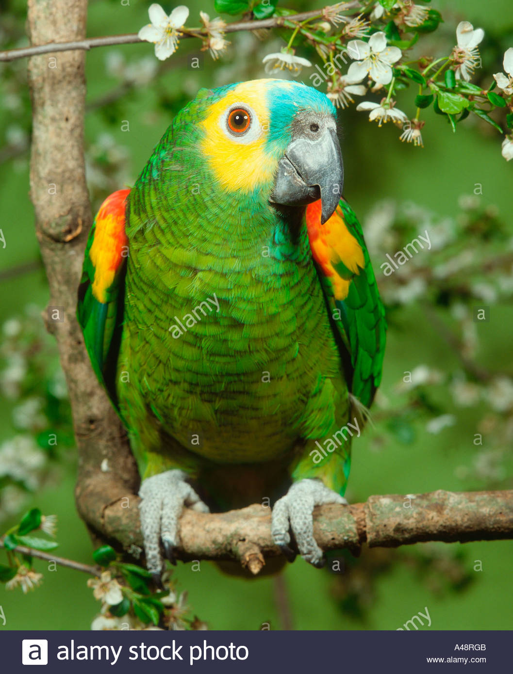 Blue fronted amazon parrot deals