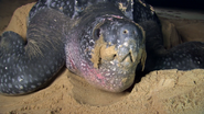 Coastal Africa (2015)
