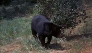 Old Yeller (1957)