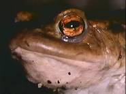 Toadskin Spell (1994)