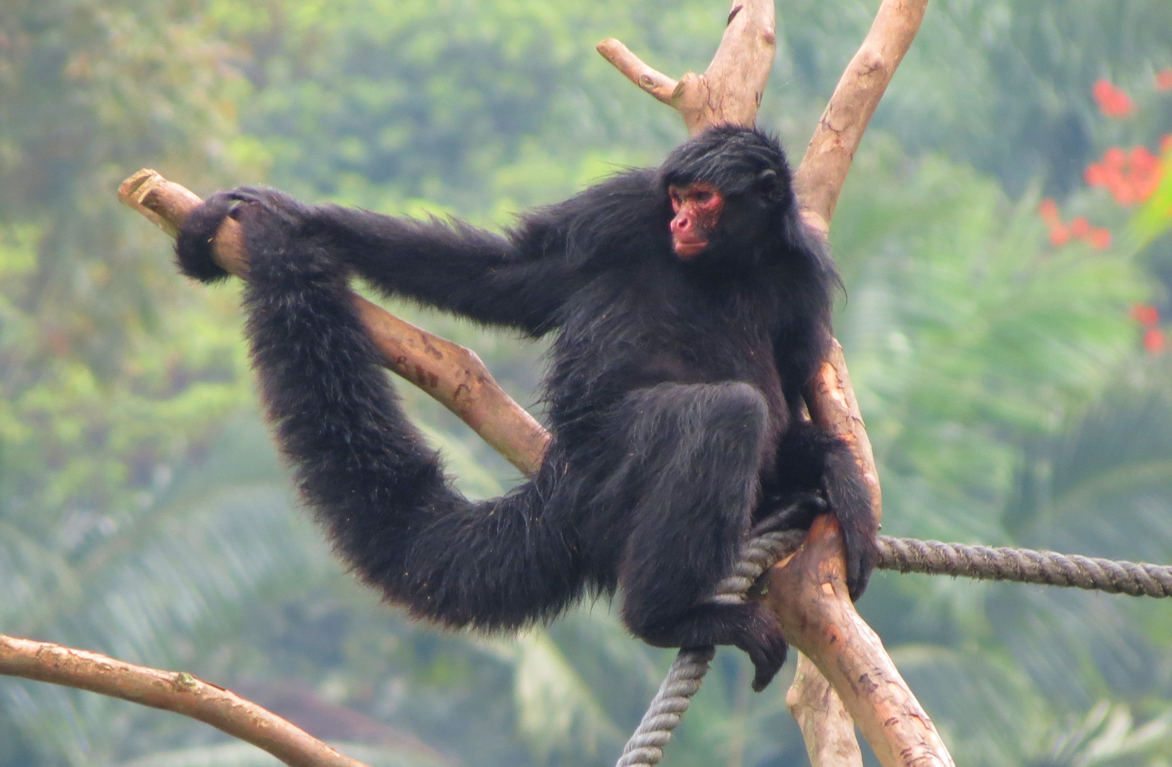 Macaco Aranha Preto - Ateles paniscus - Redfaced Spider Monkey