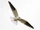 Black-shouldered Kite