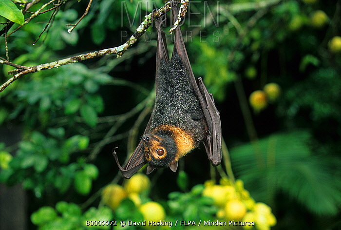 spectacled flying fox