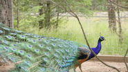 Amazing Animal Friends (2020)