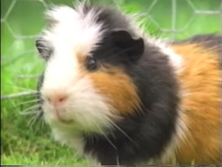 Guinea Pig, NatureRules1 Wiki