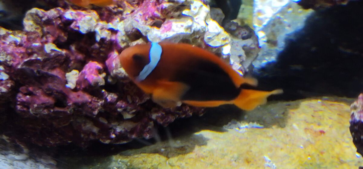 Australian Clownfish | NatureRules1 Wiki | Fandom