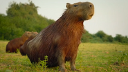 Big Beasts (2023)