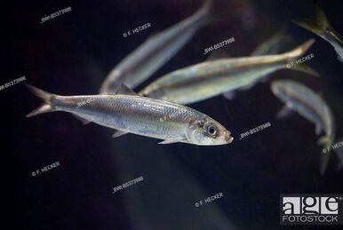 Redbanded rockfish - Wikipedia