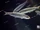 Atlantic Herring