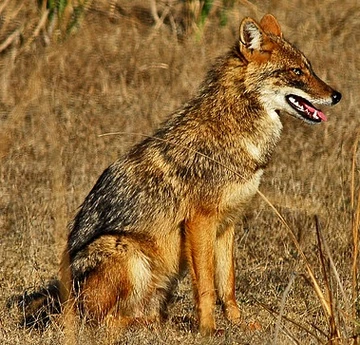 ゴールデンジャッカル ゴールデンジャッカル Golden Jackal | NatureRules1 Wiki | Fandom