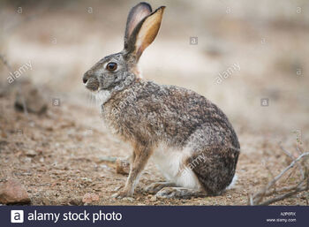 Cape Hare | NatureRules1 Wiki | Fandom