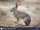 Cape Hare