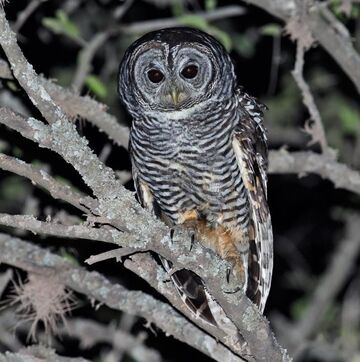 Chaco Owl NatureRules1 Wiki Fandom