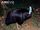 Dwarf Cassowary