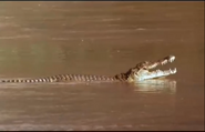 Fascinating Nature (1996)