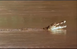 Nile Crocodile – Green – Himalayan