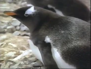 Geo Kids (1994-1995)