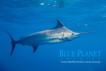 Indo-Pacific Blue Marlin | NatureRules1 Wiki | Fandom