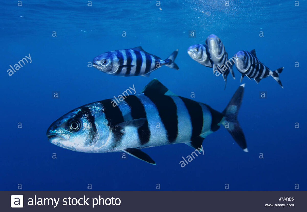 Pilot fish (Naucrates ductor) under a drifting plastic lid