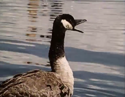 Canada goose valencia wiki cheap