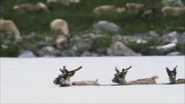 Walking with Beasts (2001)