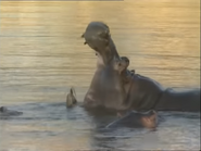 Wildest Africa (1995)