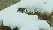 Wildest Islands (2012)
