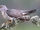 Common Cuckoo