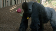 Animal Senses (2017)