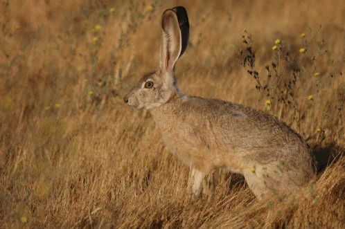 Black-tailed Jackrabbit | NatureRules1 Wiki | Fandom