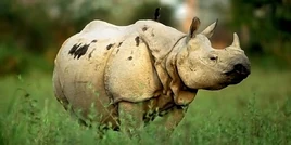 Indian rhinoceros