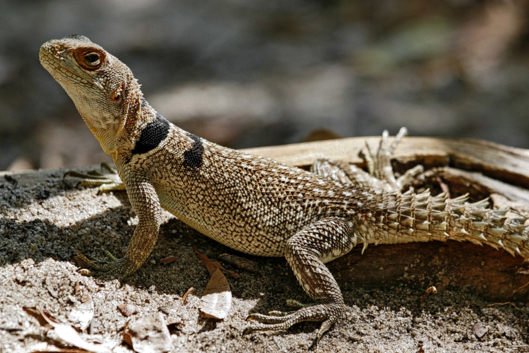 Collared Iguana | NatureRules1 Wiki | Fandom