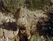 Saguaro (1990)