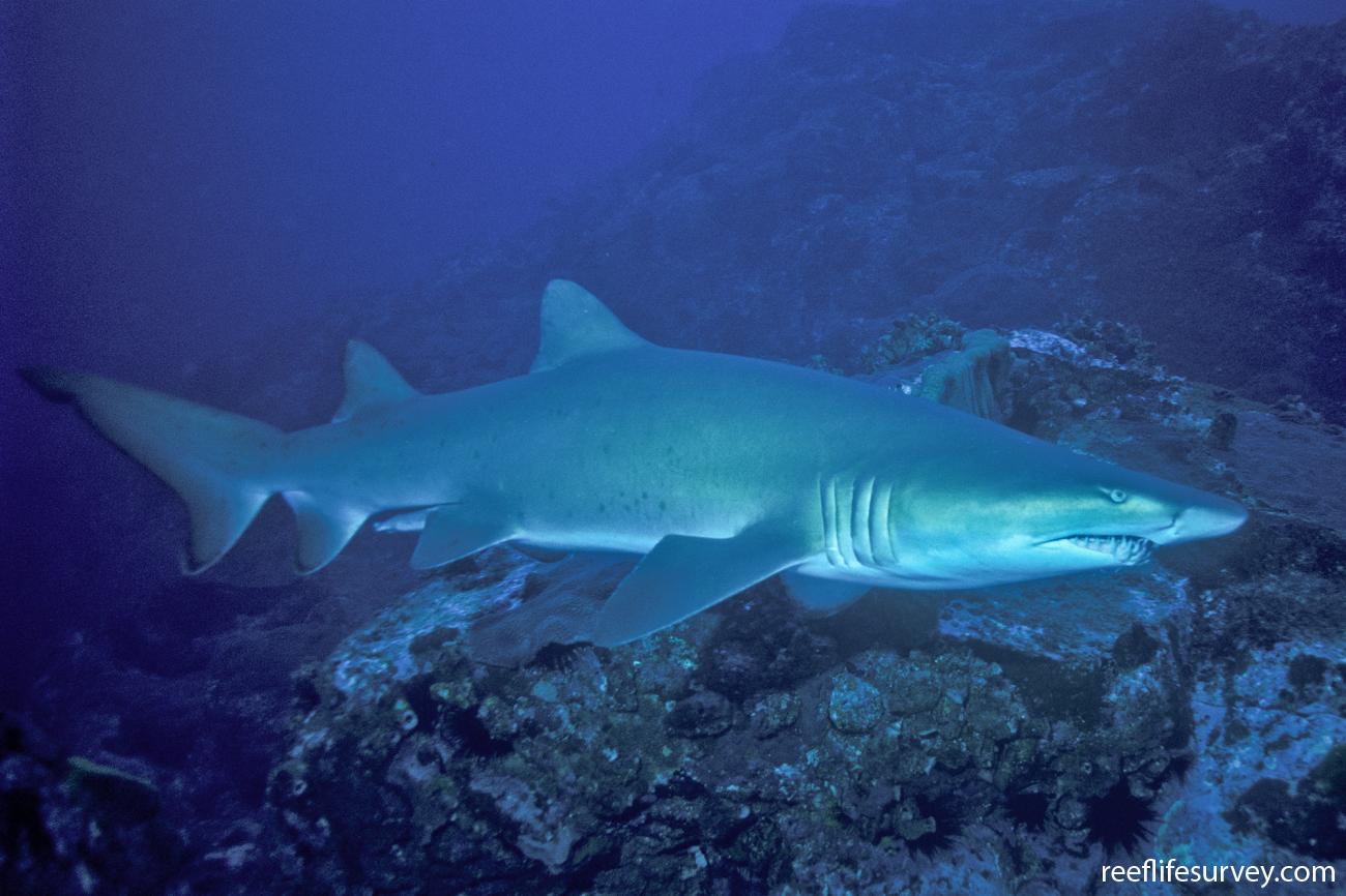 Sand Tiger Shark