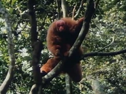 The Living Planet (1984)