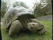 Zooventure (1997–2000)