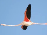 Greater Flamingo