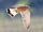 Lesser Kestrel