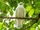 Yellow-billed Cotinga