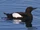 Black Guillemot