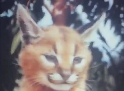 Caracal | NatureRules1 Wiki | Fandom