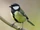 Great Tit