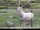 Bactrian Deer