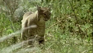 Wildlife on One (1977-2005)