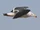 Belcher's Gull