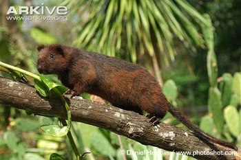 Southern Luzon Giant Cloud Rat | NatureRules1 Wiki | Fandom